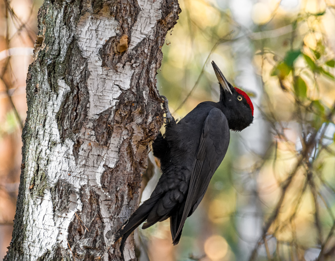 Желна в осеннем лесу.