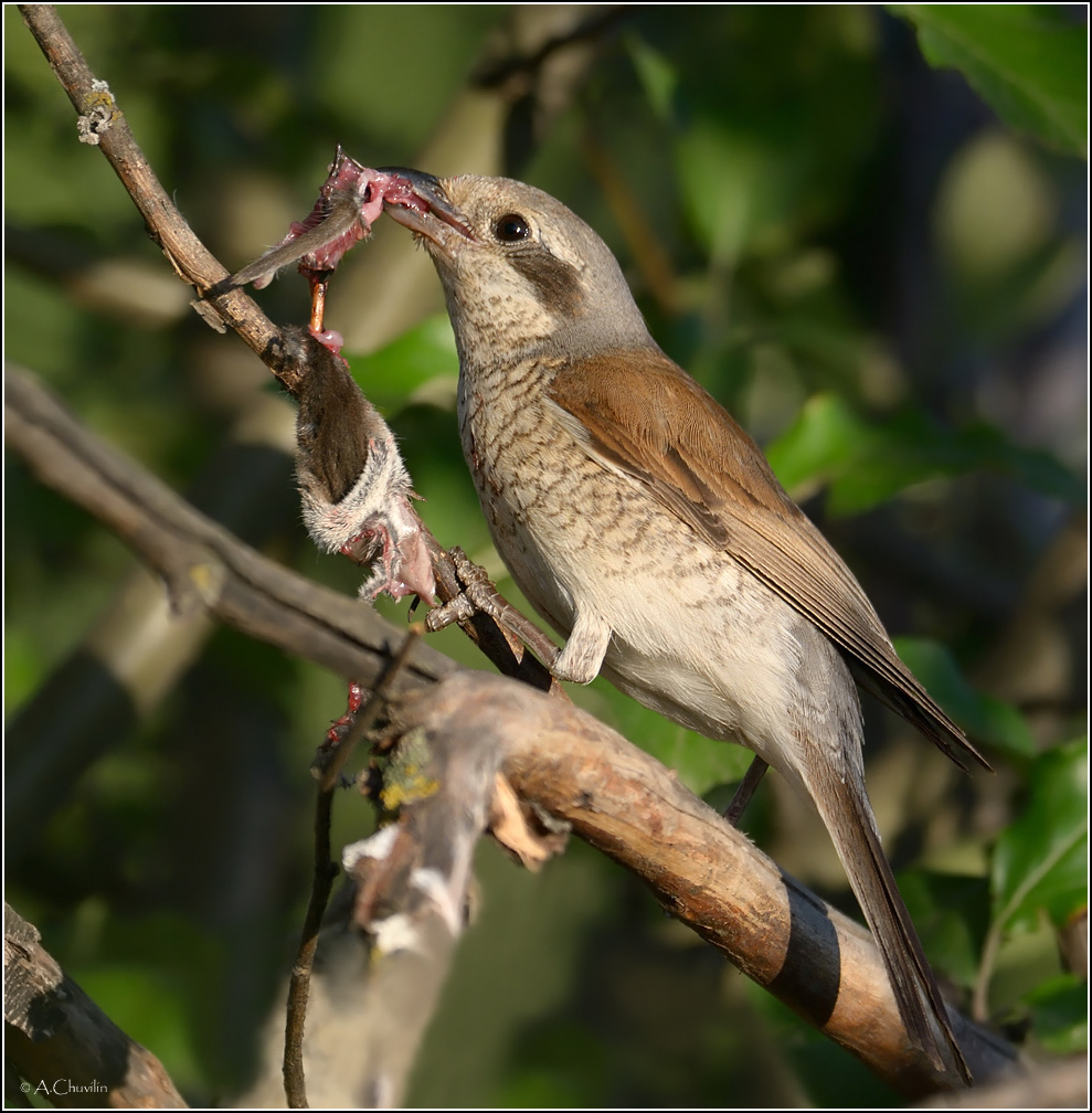 Сытный обед