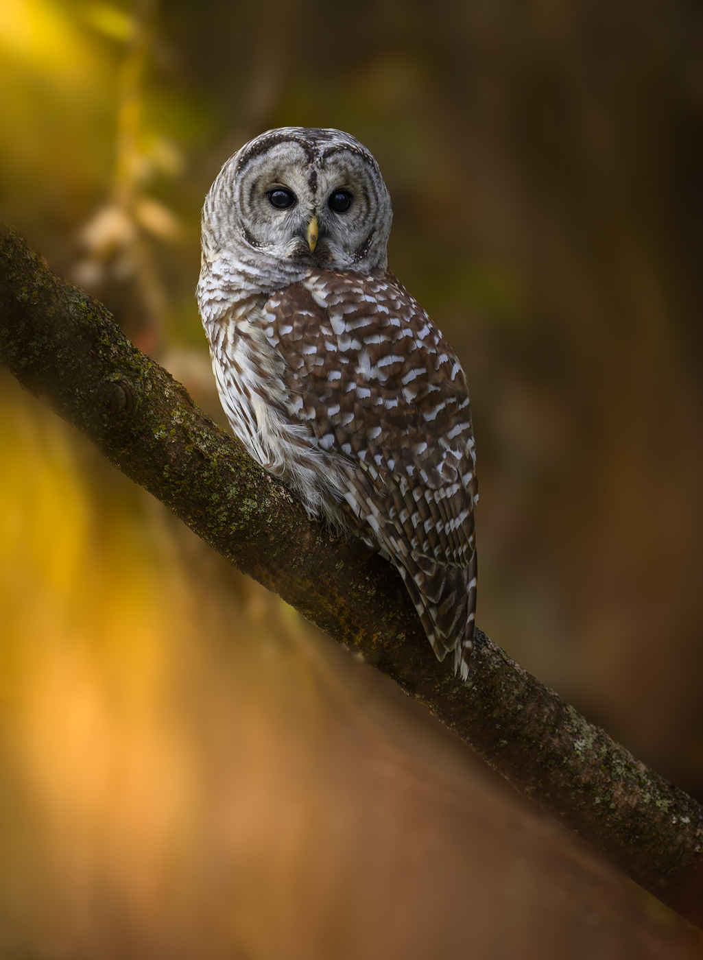 Barred Owl (immature)