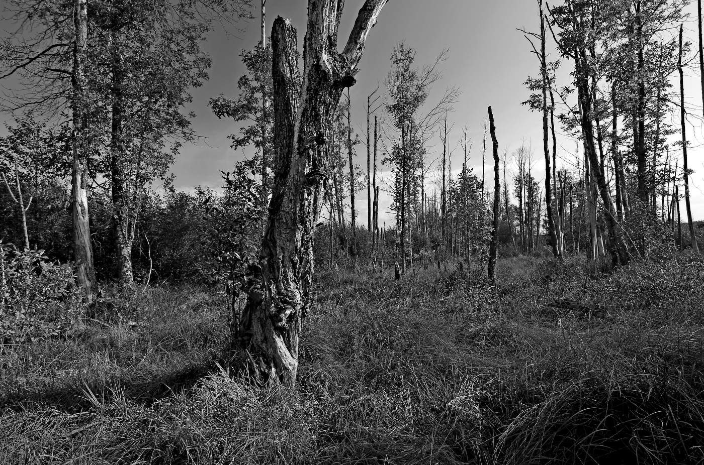 Болото Ельня.