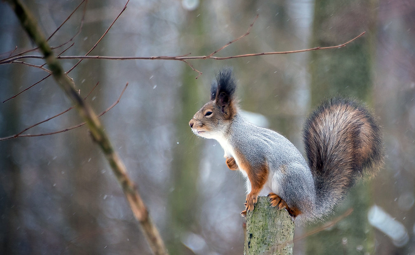 Пахнуло зимой...
