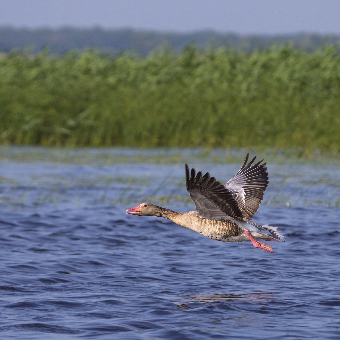 Шейка, крылышко...