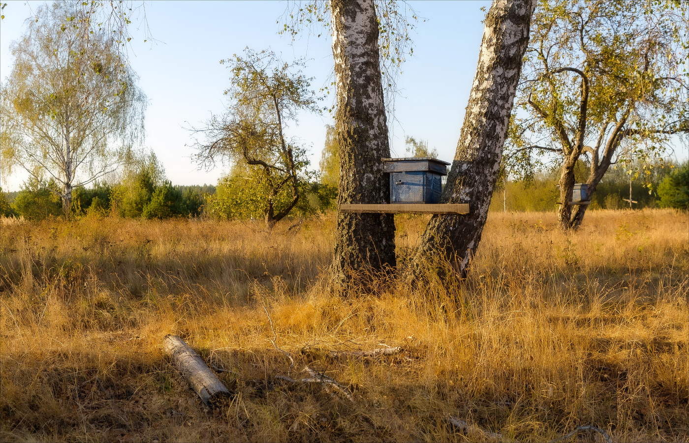 ПЧЕЛИНЫЙ РАЙ