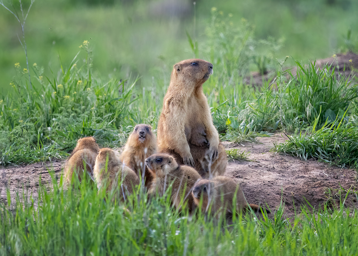 Многодетная мать