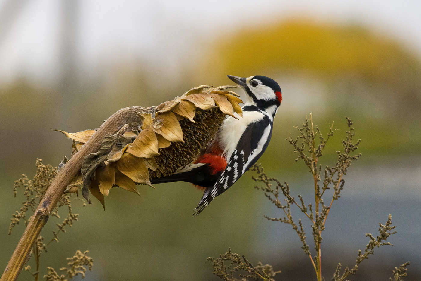 большой пёстрый дятел