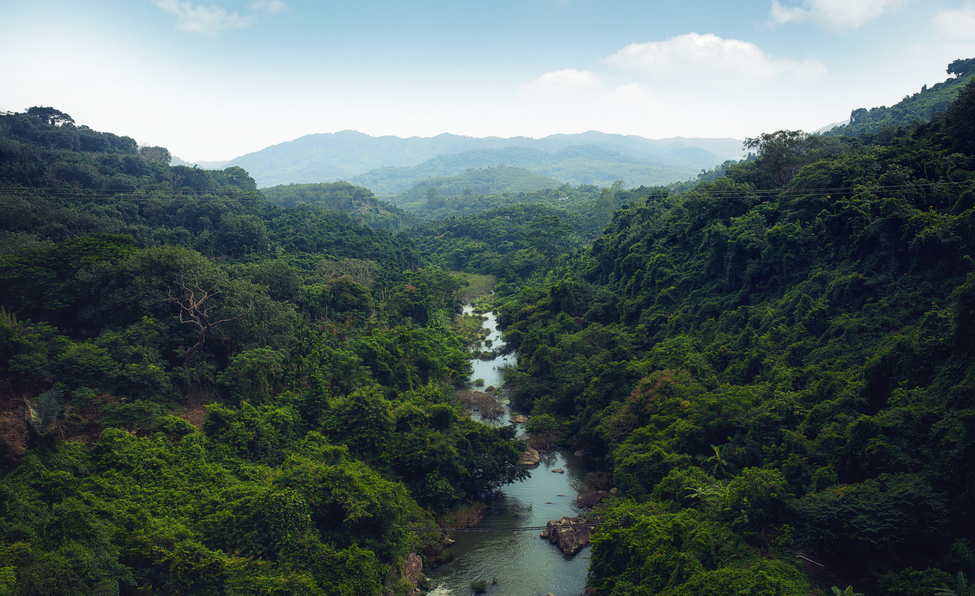 Это настоящие джунгли.