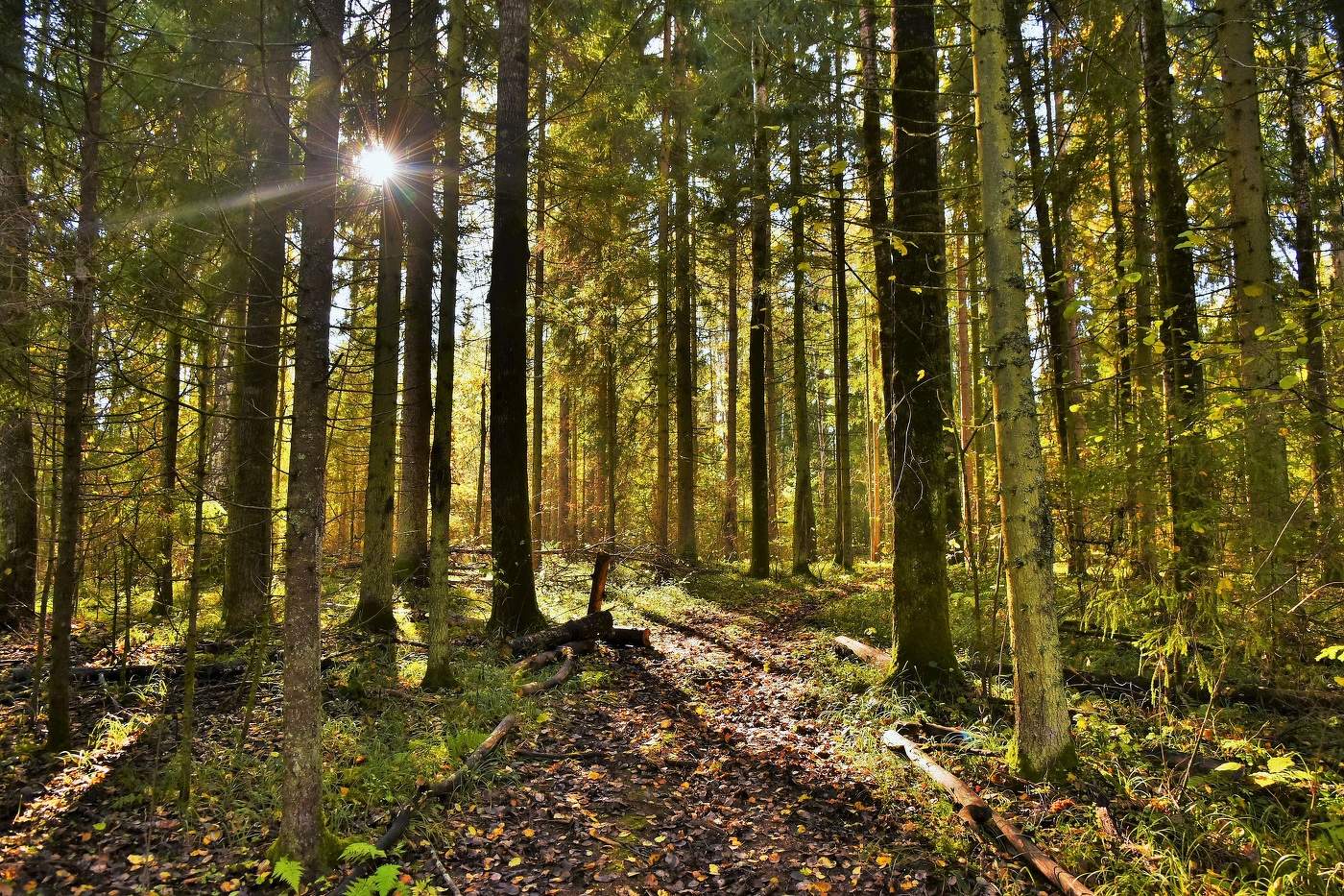 Октябрь в лесу ...