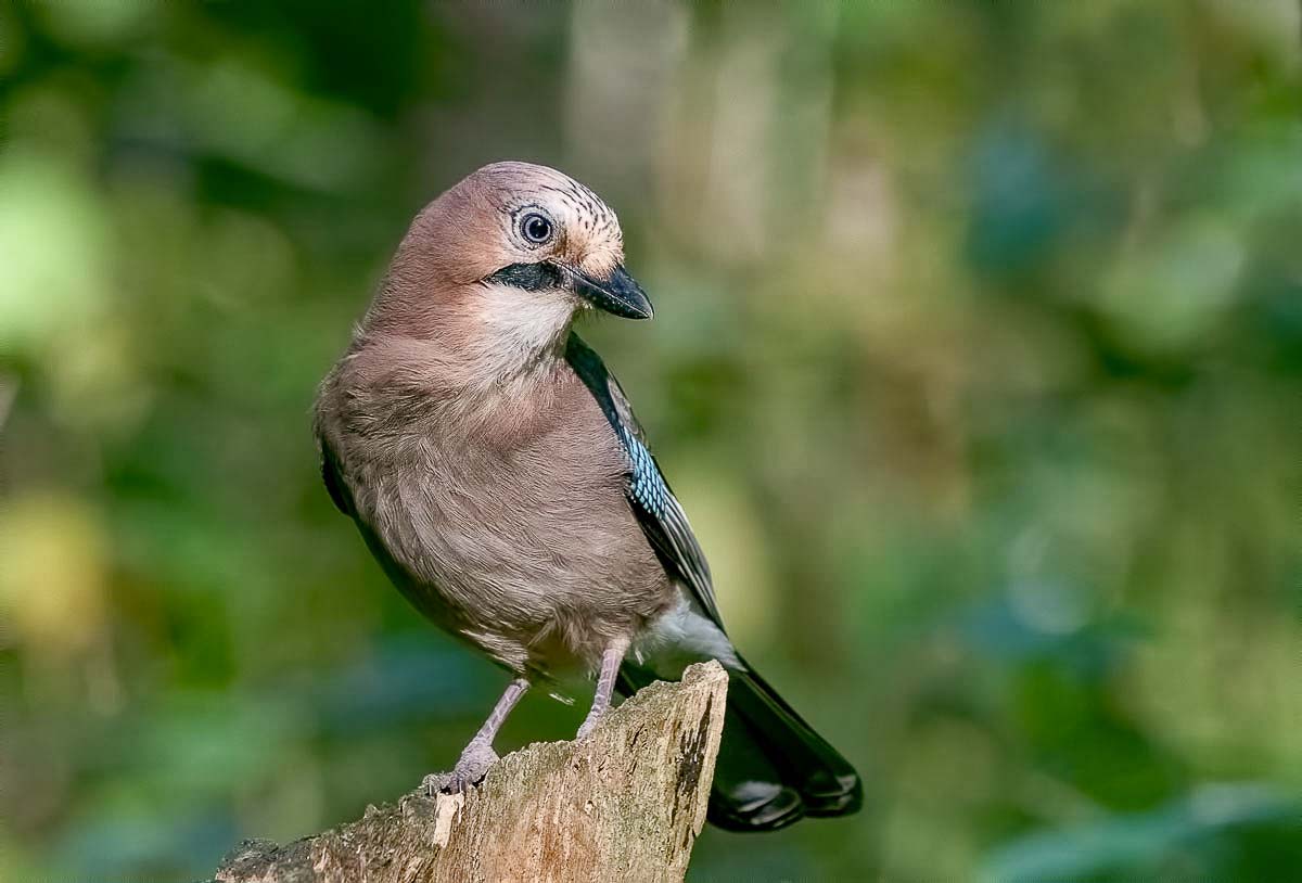 Сойка. Кокетка.