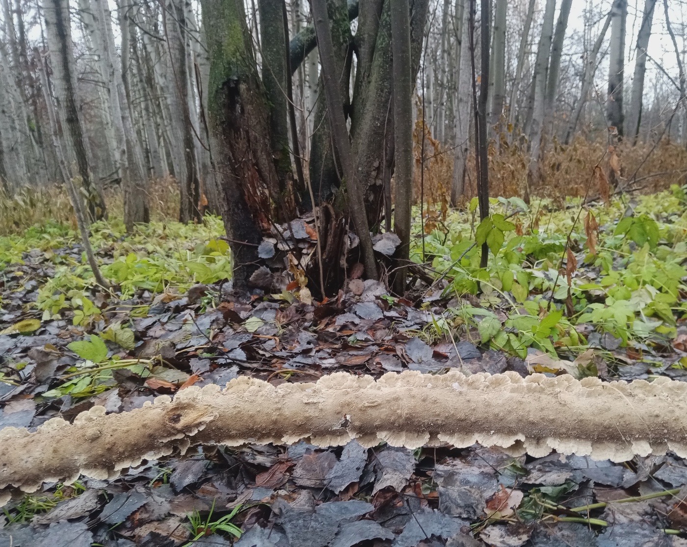 Грибная тема.