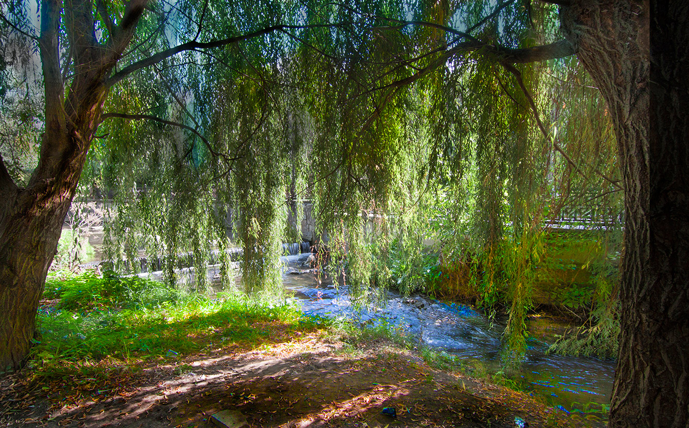 Плакучая ива.