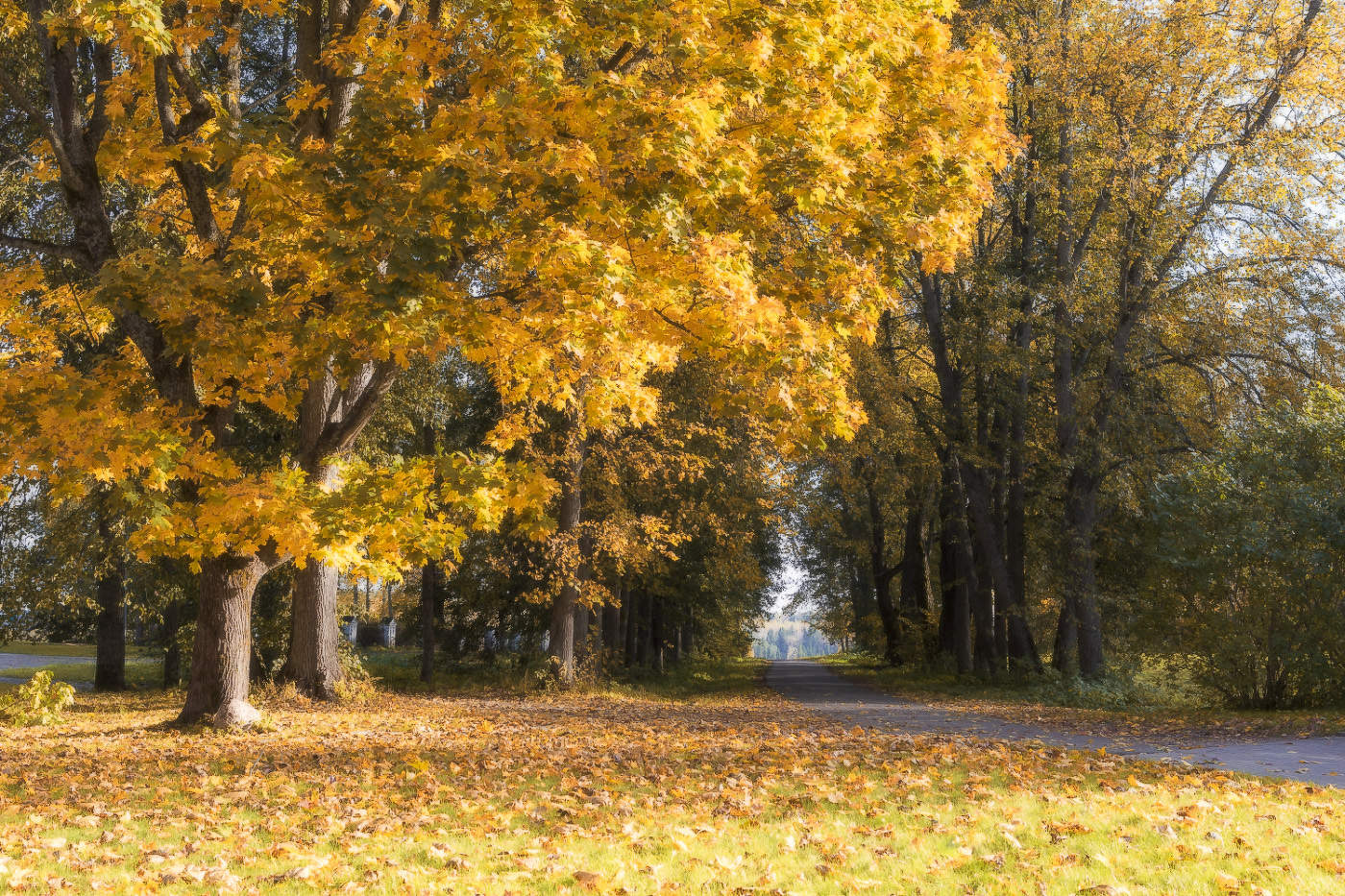 Осенний ноктюрн