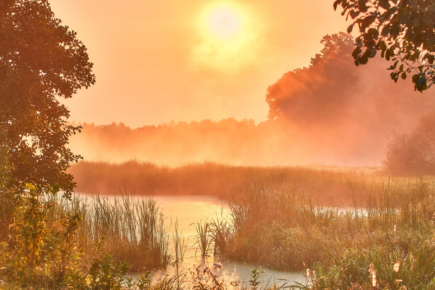 В гостях у царевны лягушки