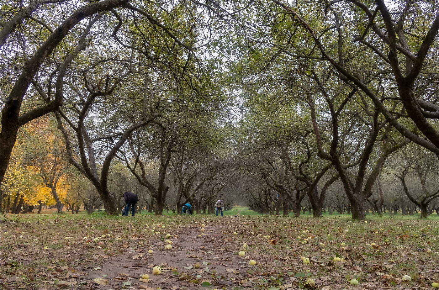 ЯБЛОКИ ПАДАЛИ В СТАРОМ САДУ...