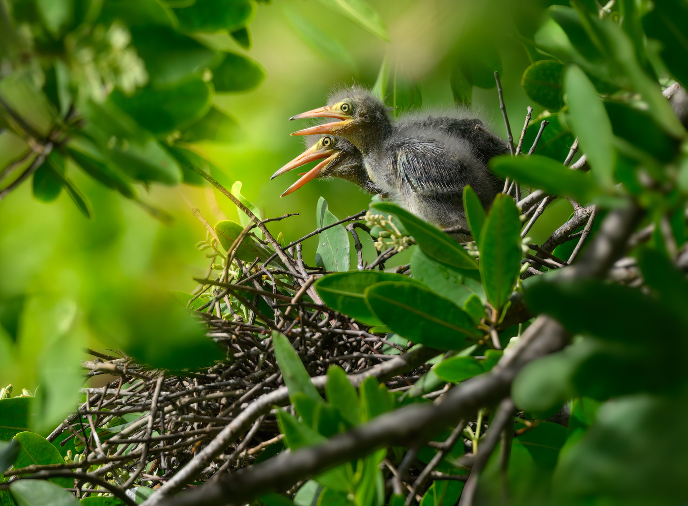 Green heron (baby chicks in the nest)