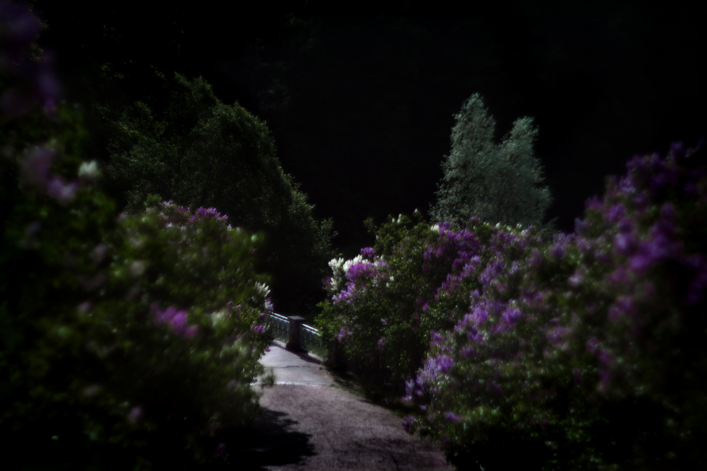 Сиреневый Павловск 1