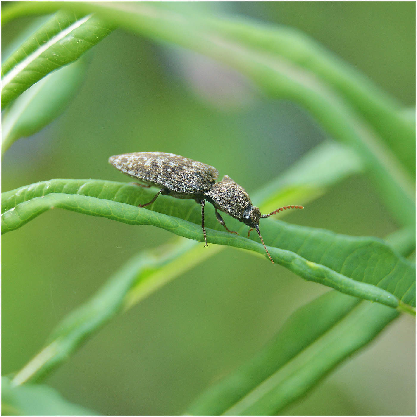 Щелкун серый.