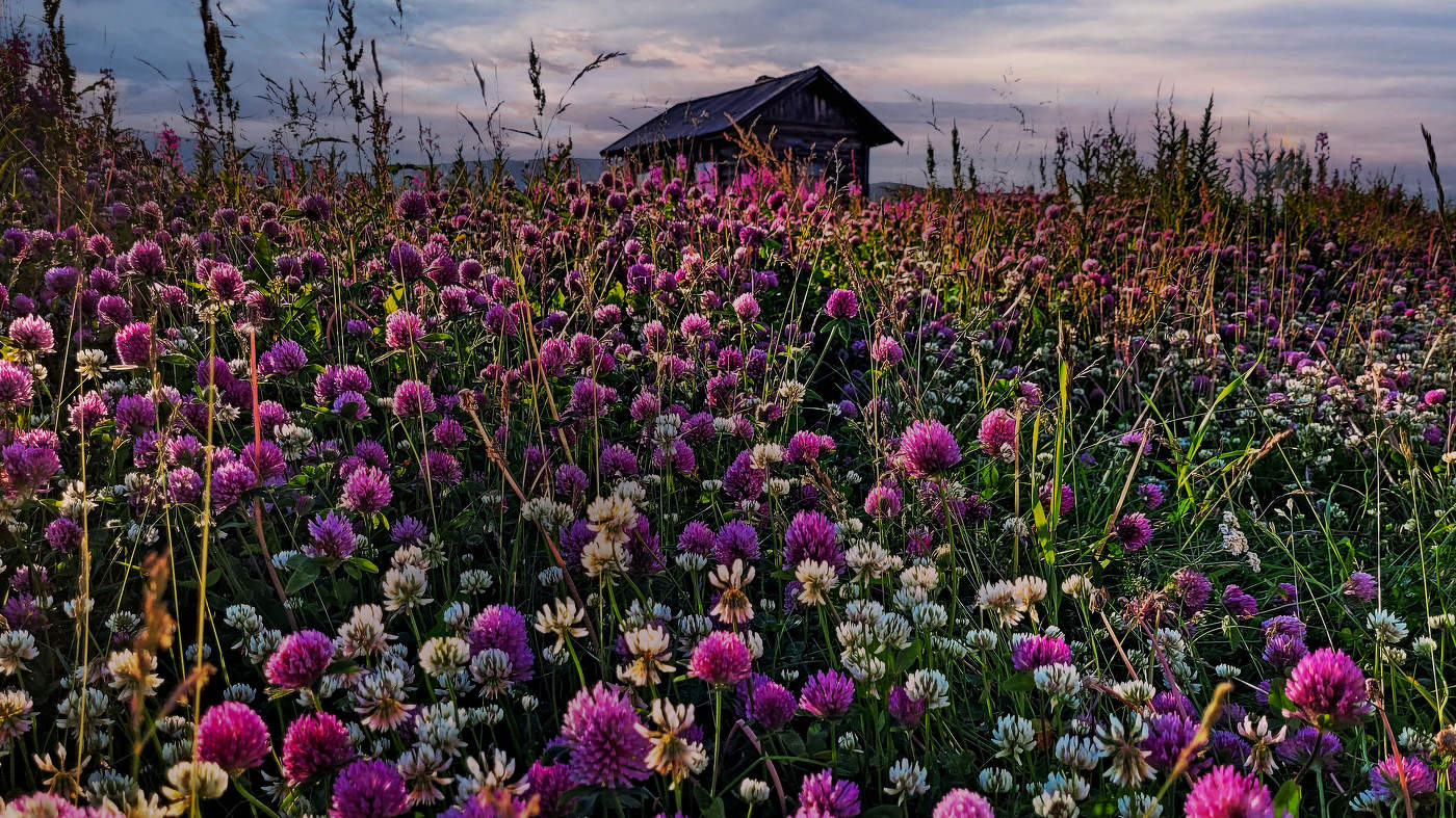 Клеверная Териберка.