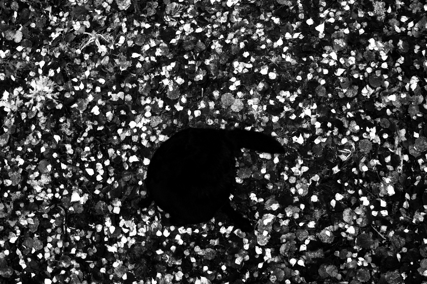 Жизнь вокруг