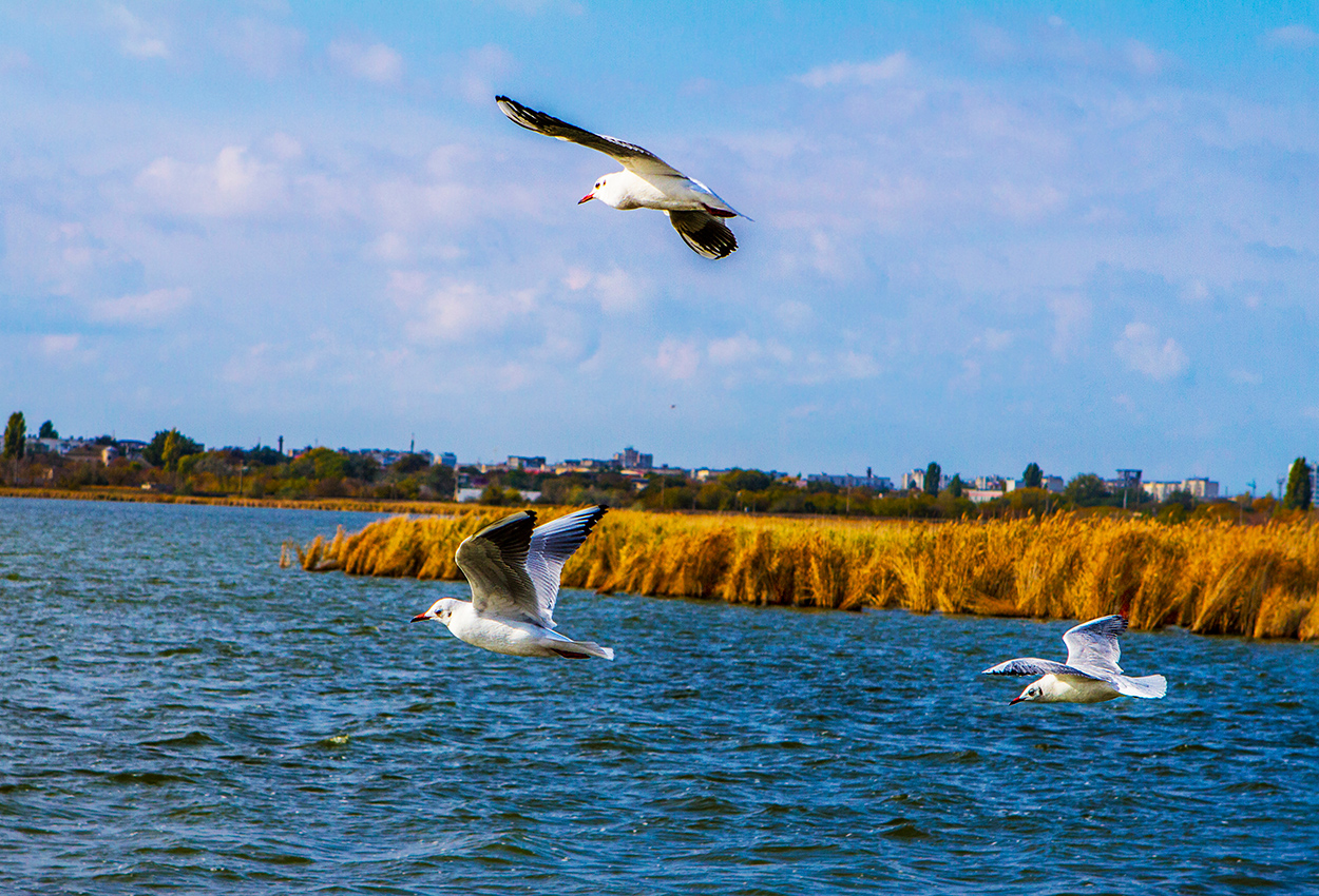 Чайки над озером
