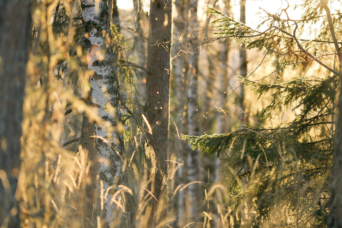 Осеннее дыхание леса