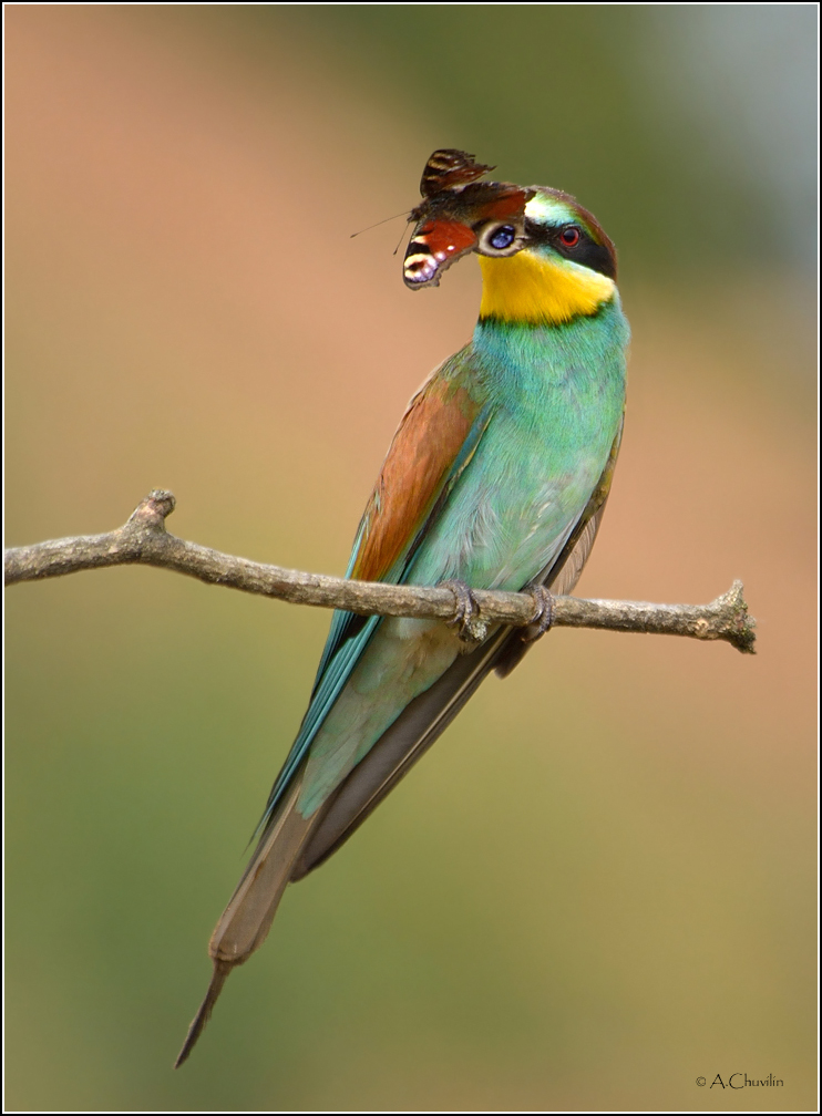 Многоглазка )