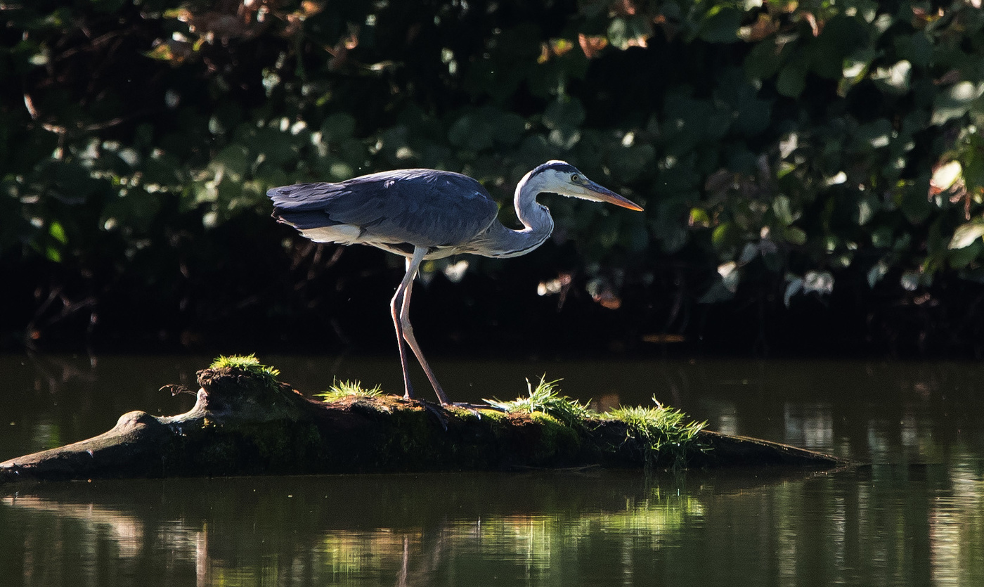 Серая цапля.