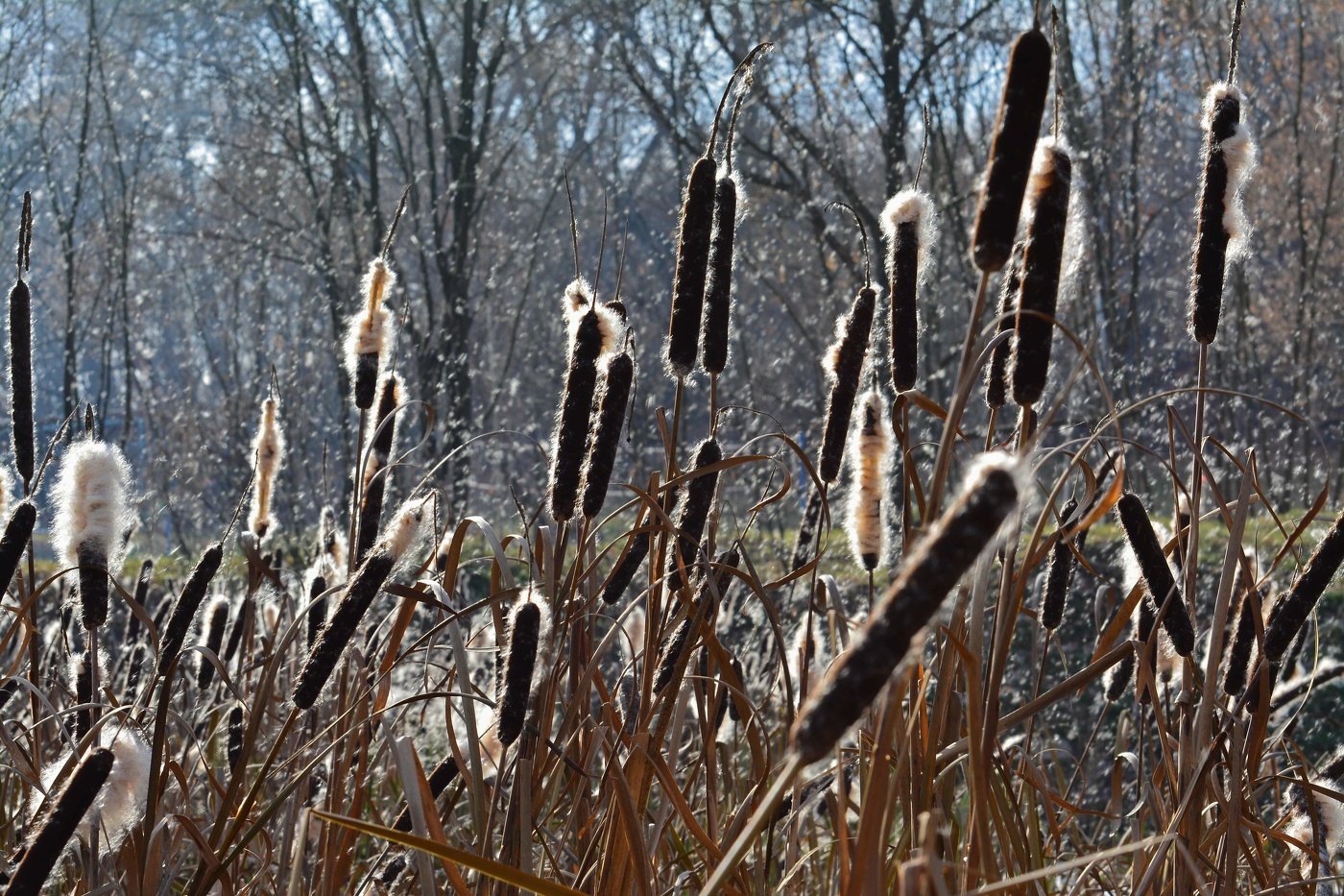 осенние зарисовки