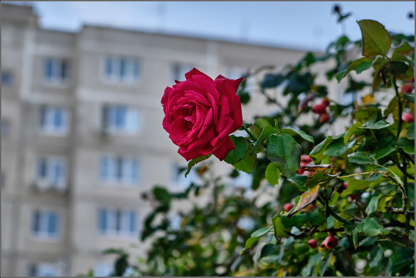 Анапа. Розы в октябре.