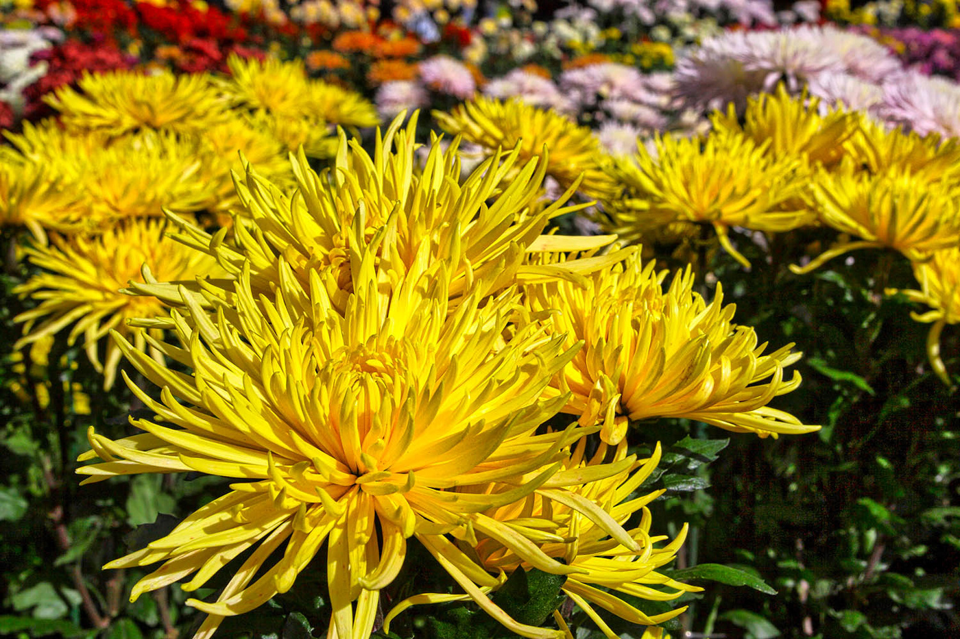 Парад хризантем 2007