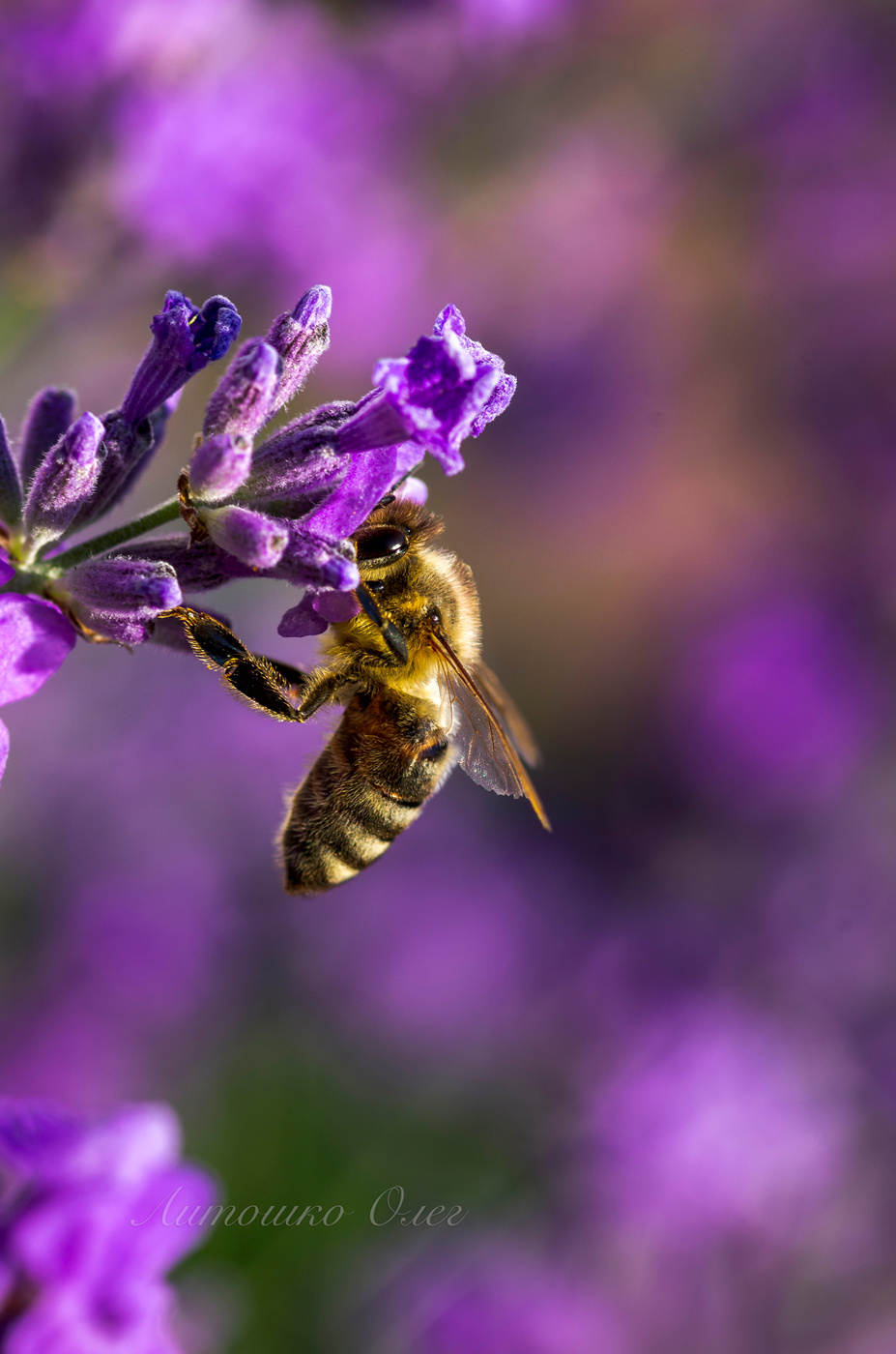 Пчела медоносная.