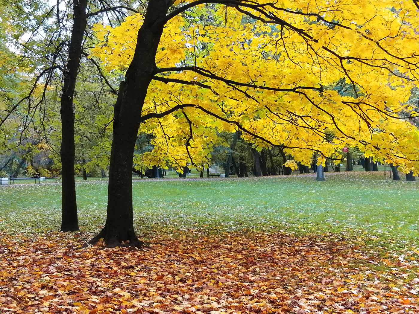 Осенний этюд