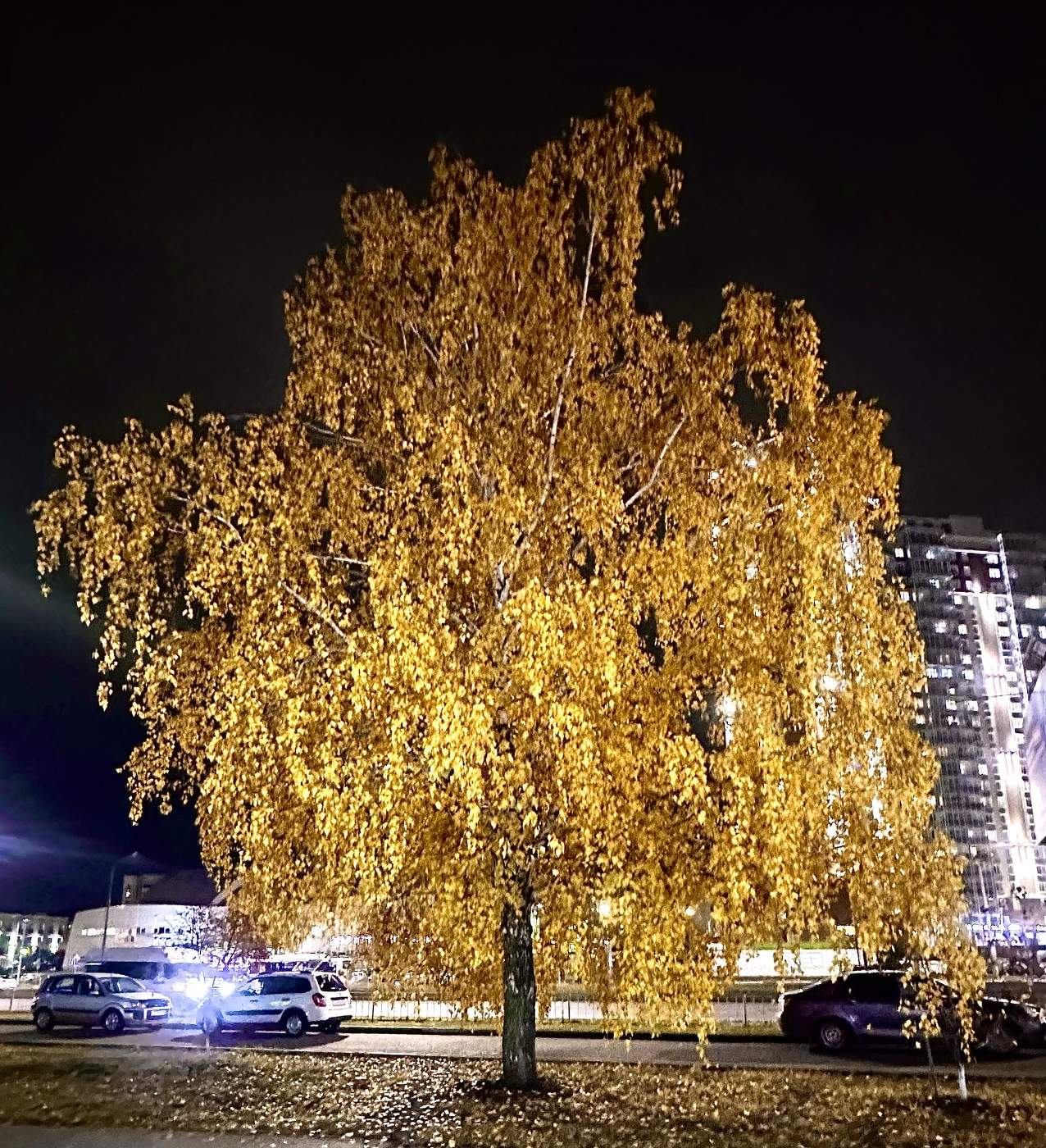 Золотая ночь