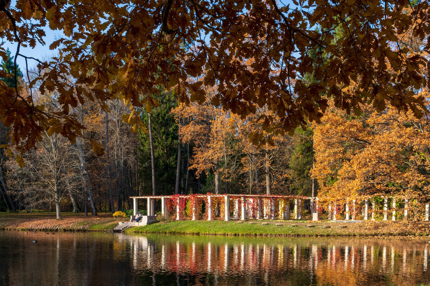 Ораниенбаум осенний.