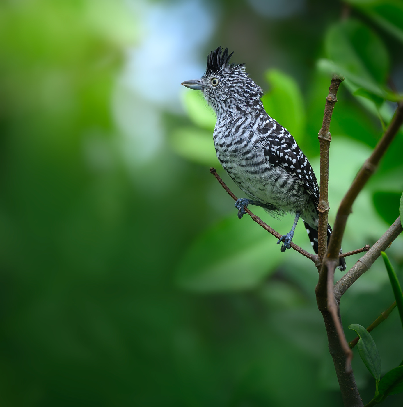 Barred Antshrike (male)