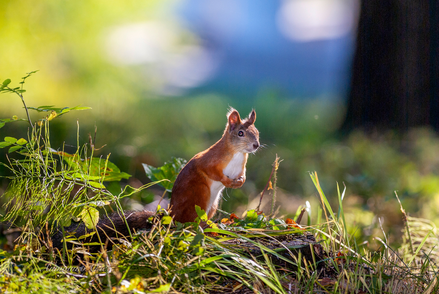 Павловск. Белка.