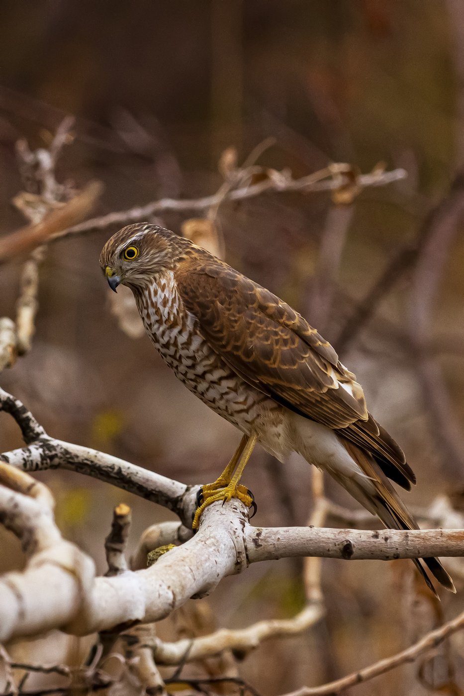 Ястреб-перепелятник