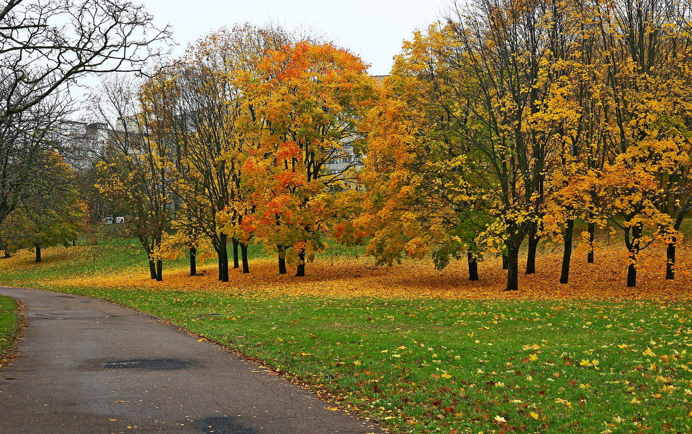 Цветная осень. Клёны.