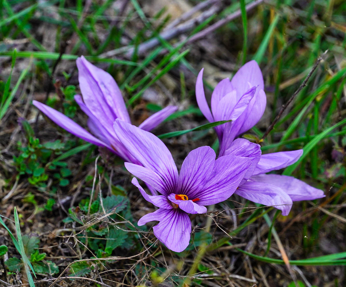 Шафран прекрасный