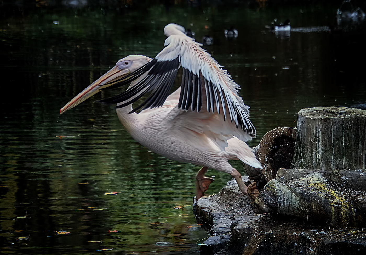 Он бросился в омут
