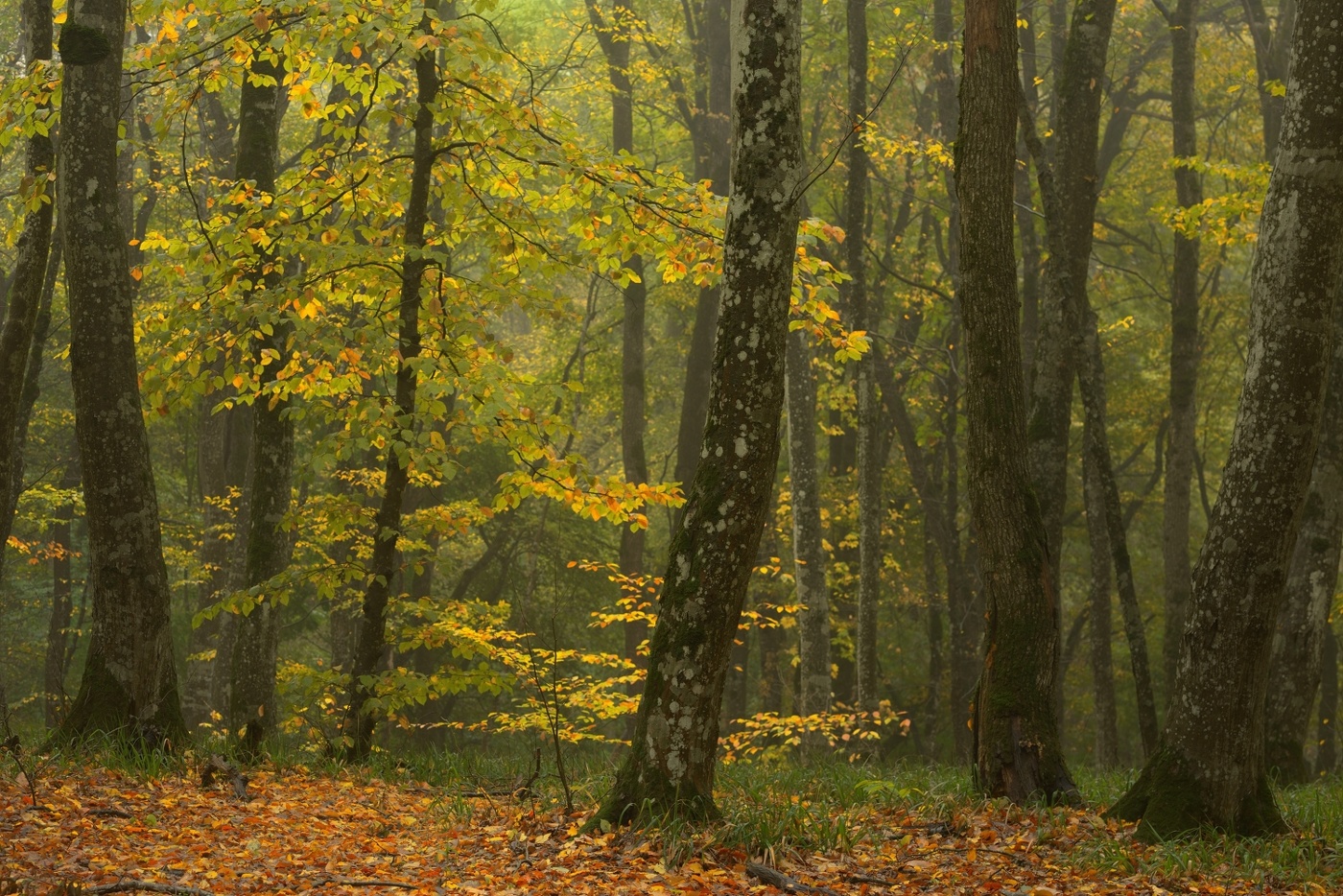 Осеннее утро