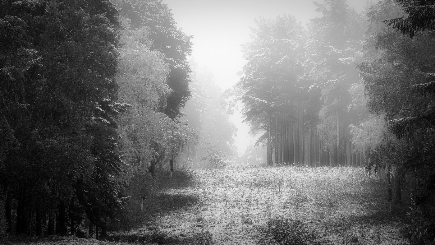 Туманный лес....