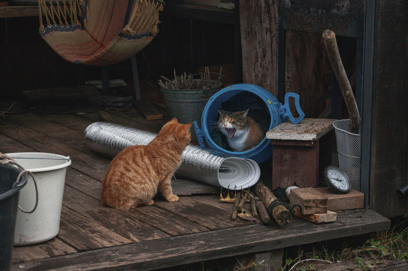 Жизнь вокруг