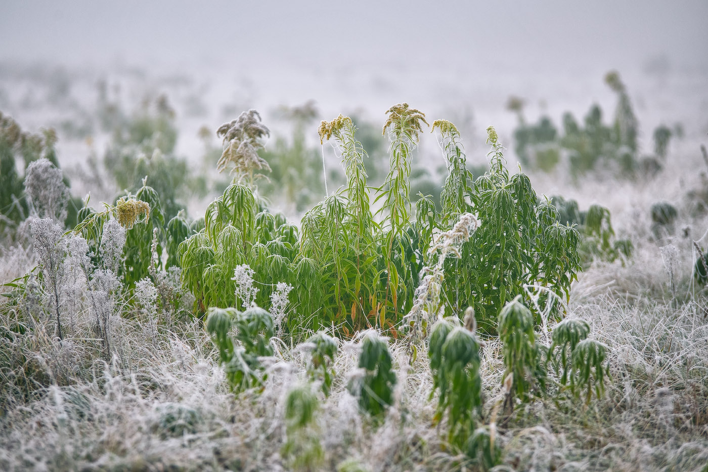 Дыхание зимы. Утро на заливном луге