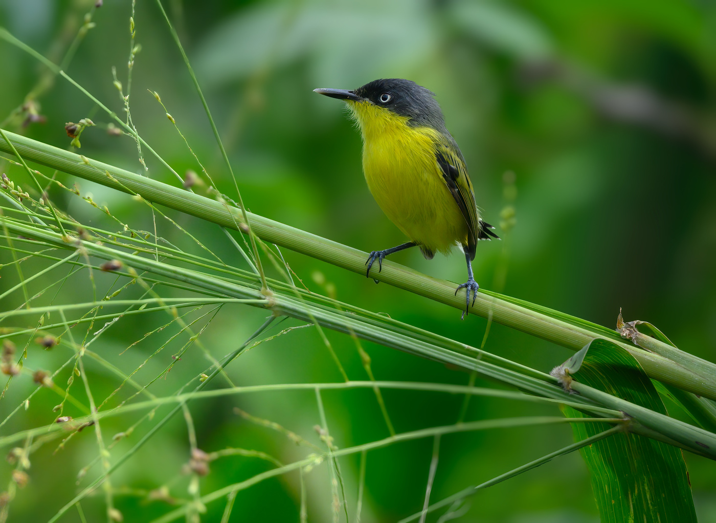 Common tody-flycatcher