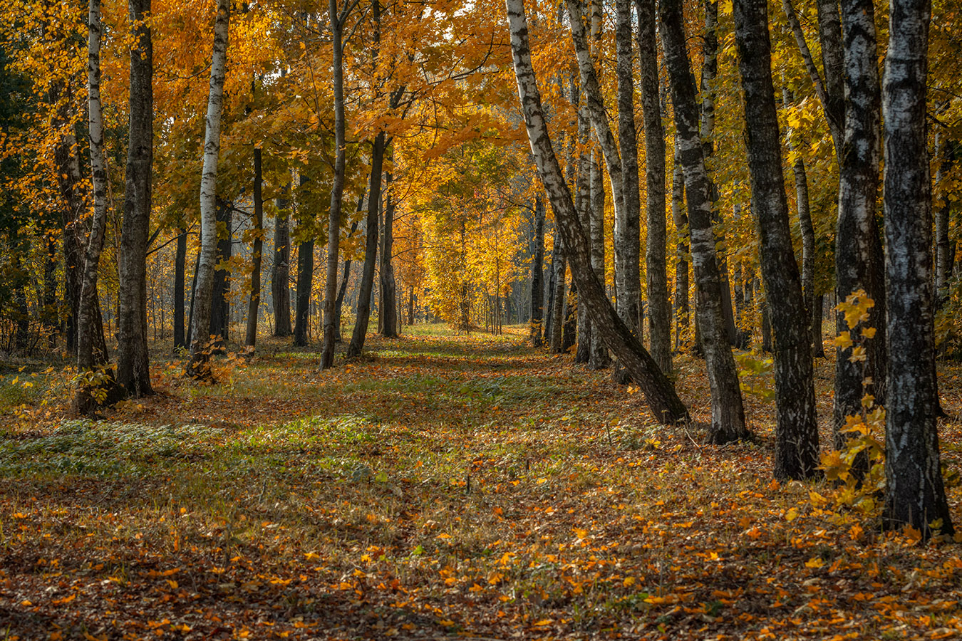 Осенняя пора...