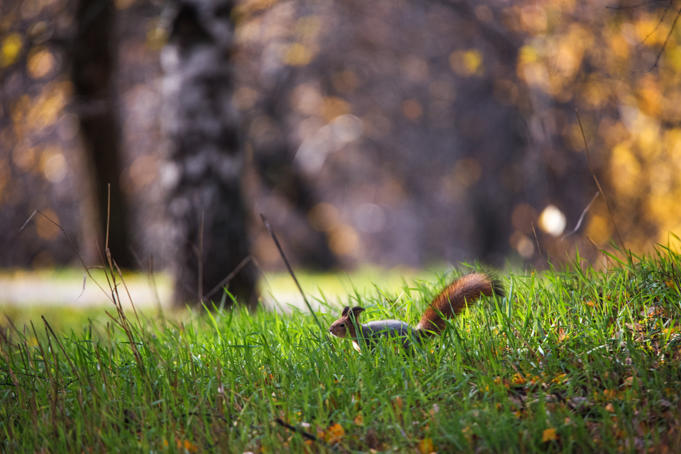 С осенью наперегонки.