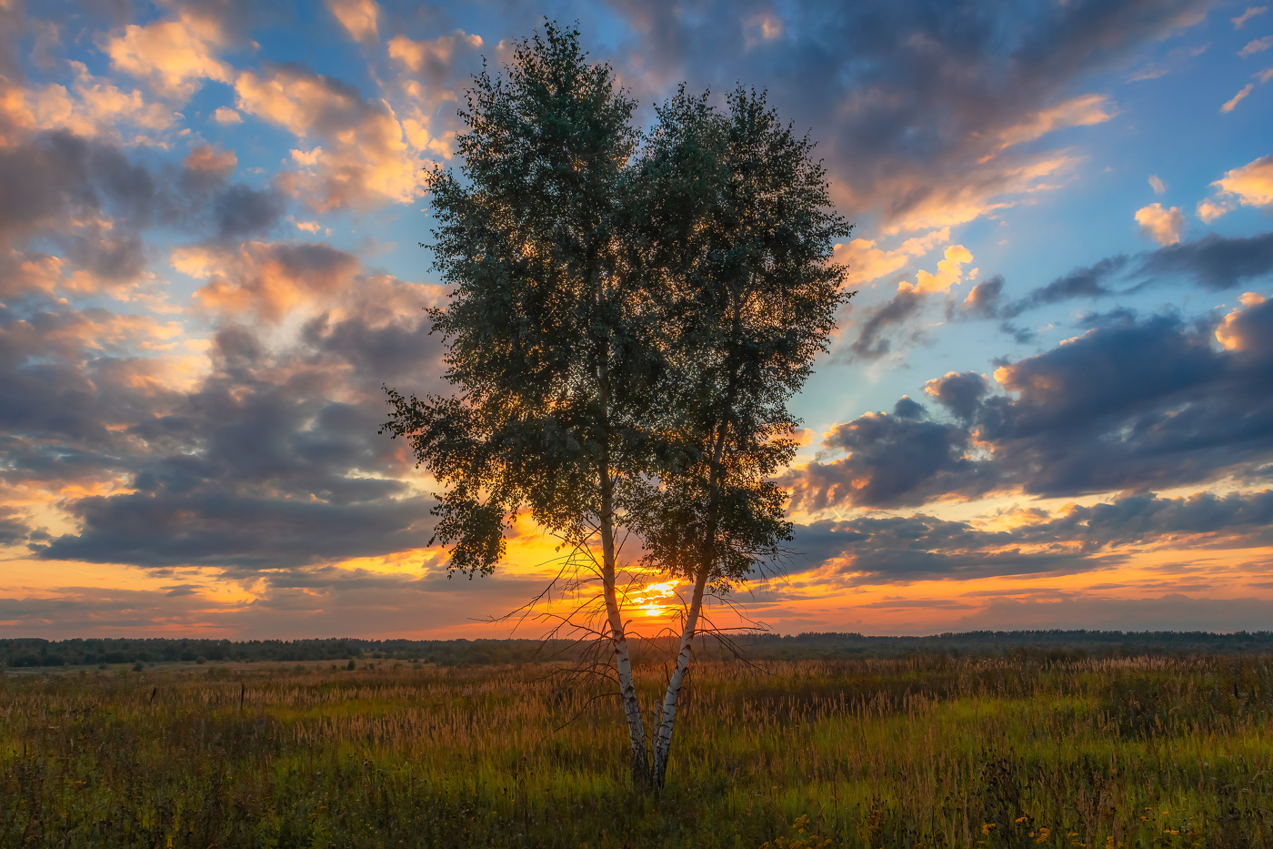 Закат, берёзки, облака.