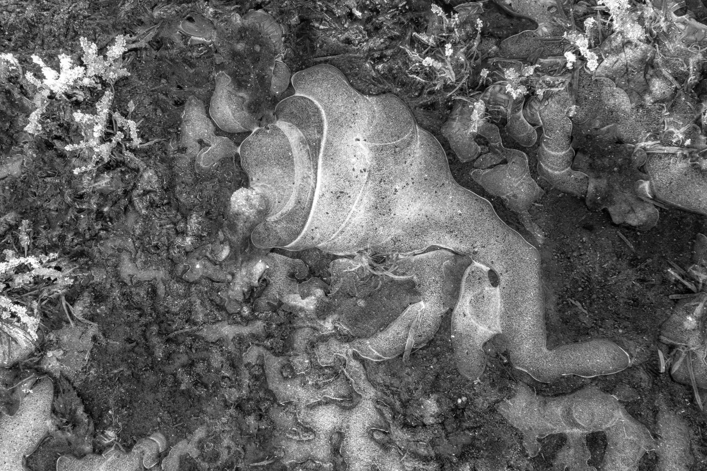 Жизнь вокруг