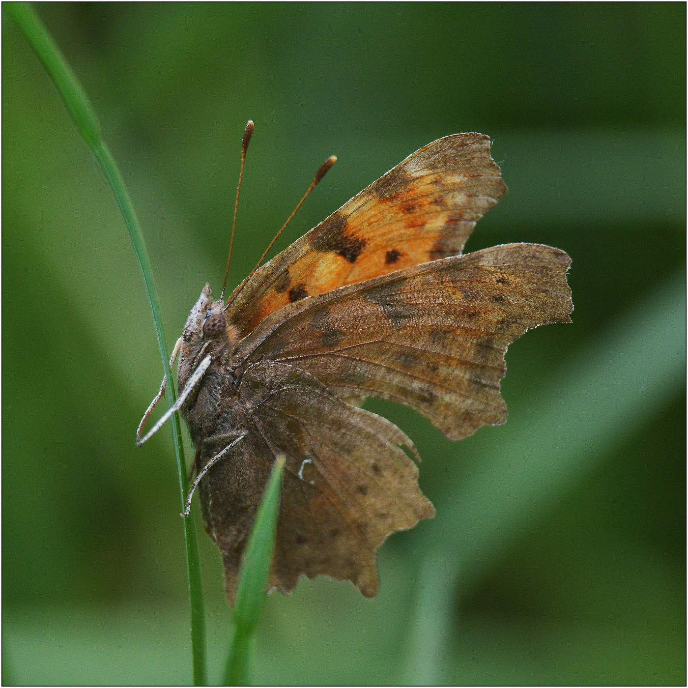Углокрыльница.