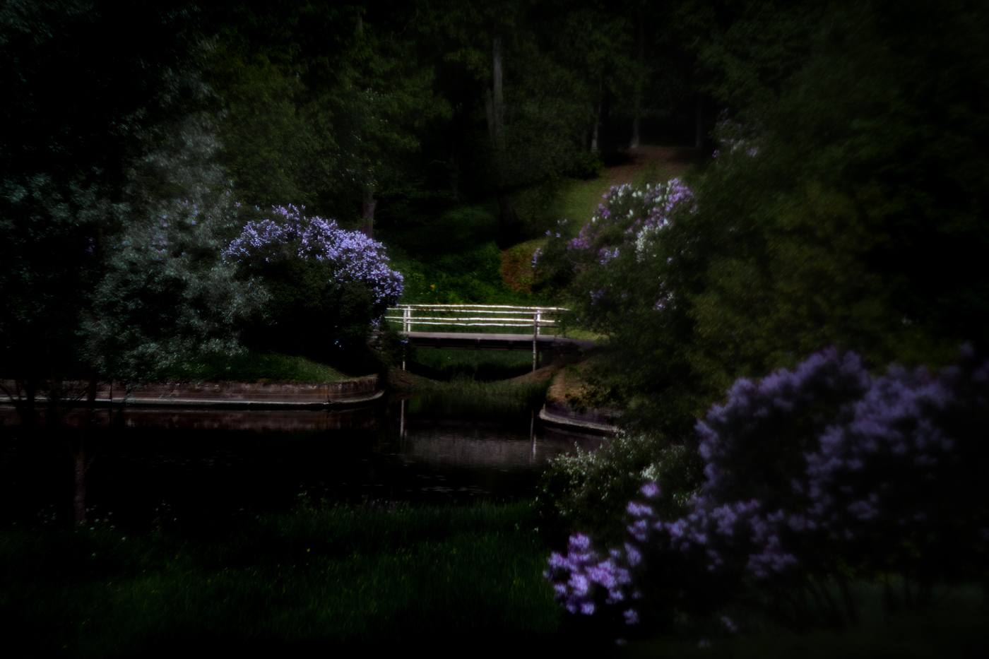 Сиреневый Павловск 2